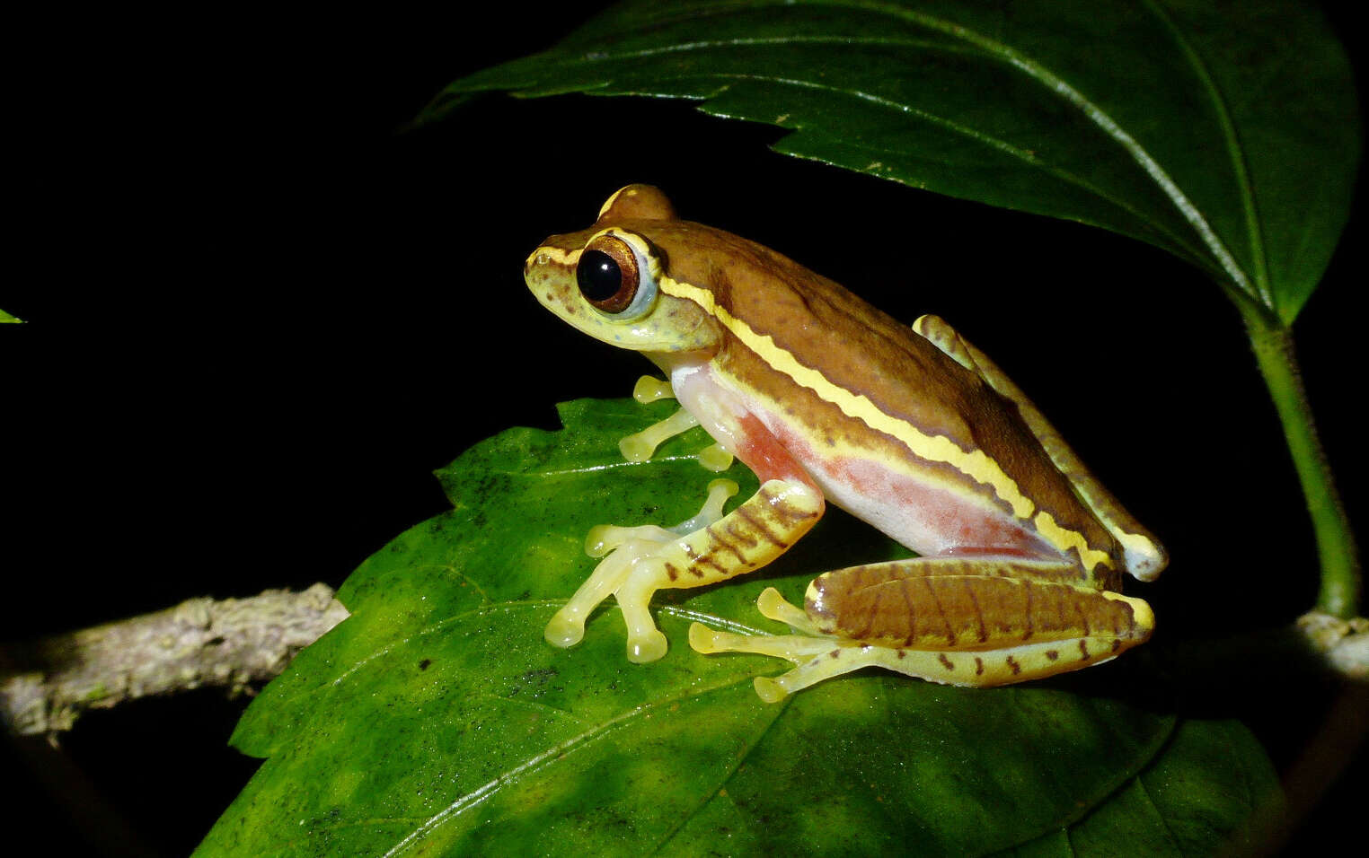 Image of Boulenger's Tree Frog