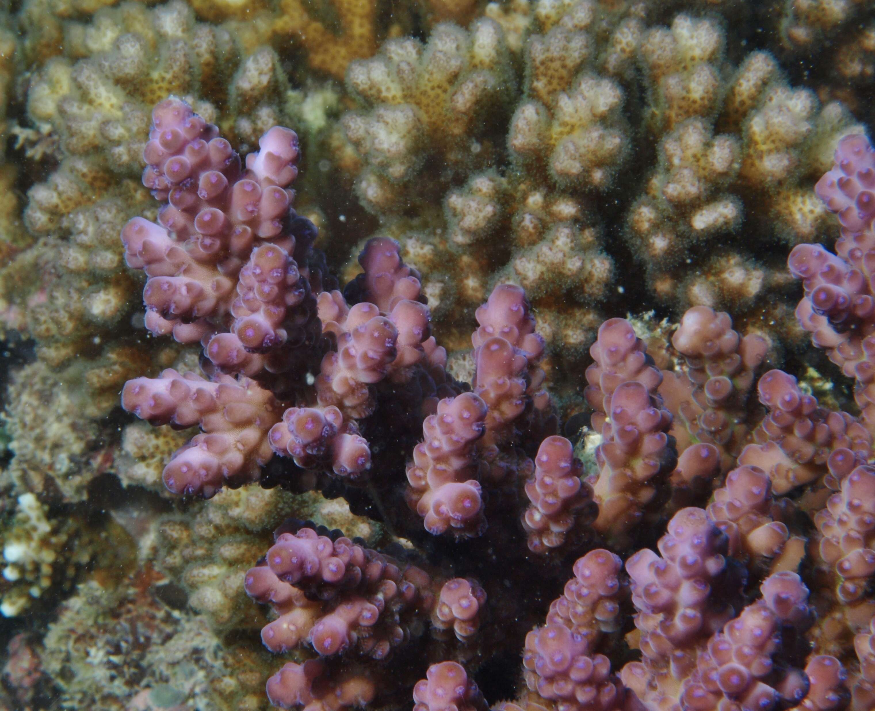 Image of Thick corymbose bush coral