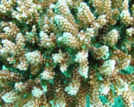 Image of Thick corymbose bush coral