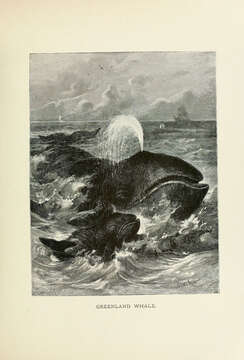 Image of Balaena Linnaeus 1758