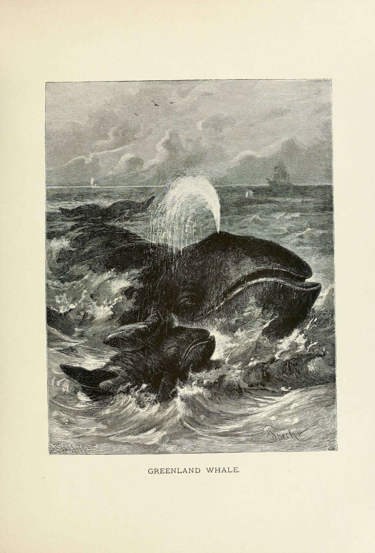 Image of Balaena Linnaeus 1758