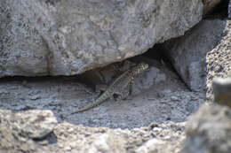 Image of Tiger Pacific Iguana