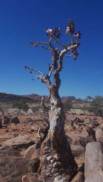 Image of Adenium obesum subsp. boehmianum (Schinz) G. D. Rowley