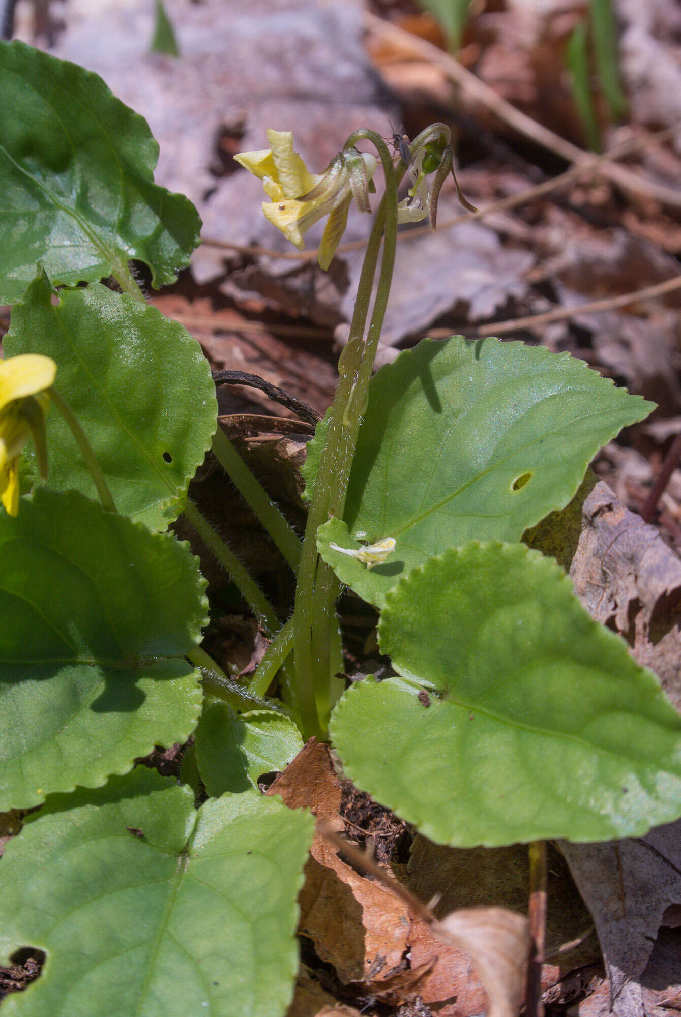 Image of roundleaf yellow violet