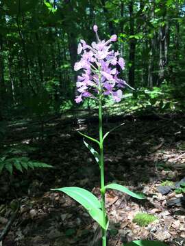 Image de Platanthera grandiflora (Bigelow) Lindl.