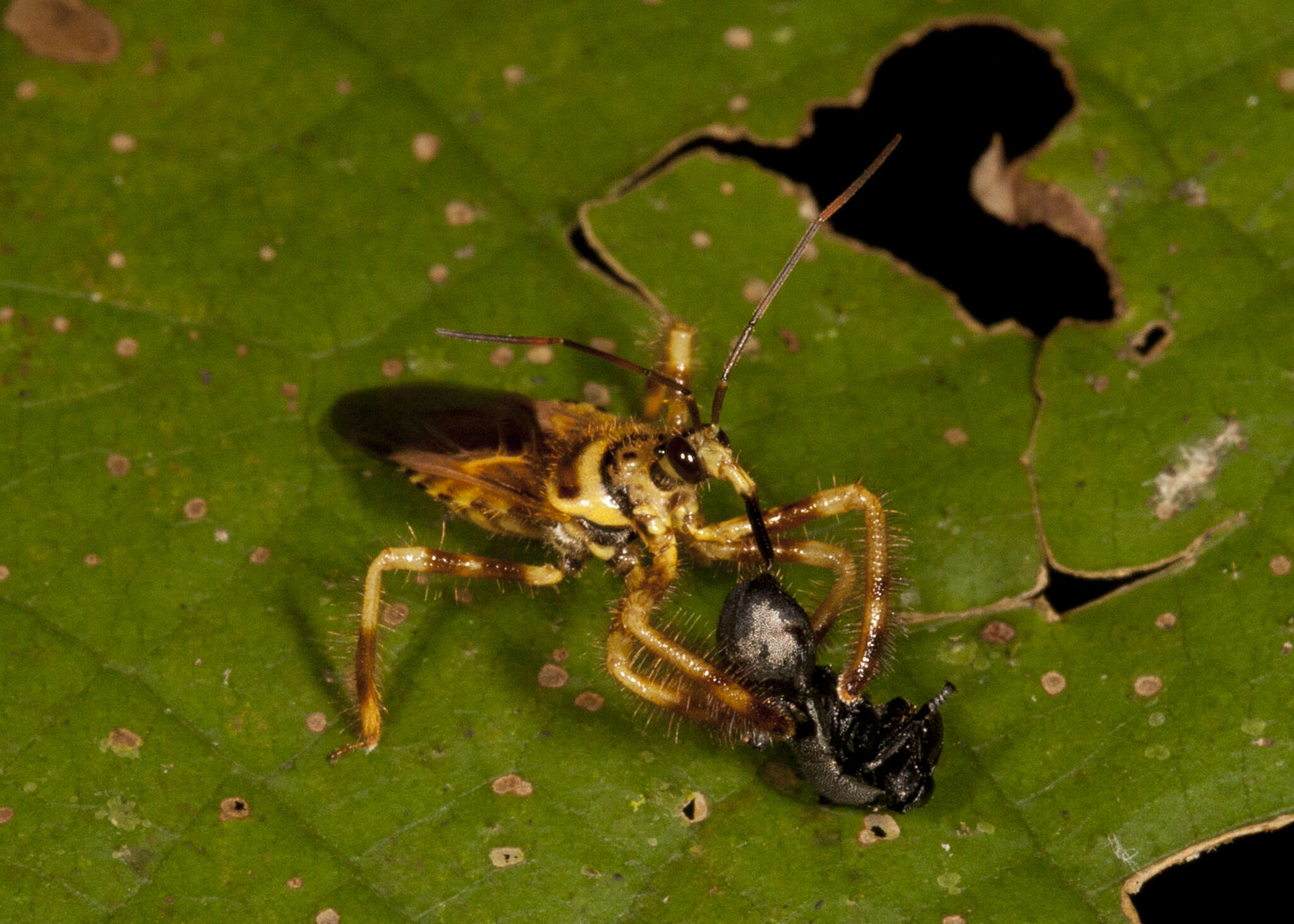 Image of Agriocoris flavipes (Fabricius 1803)