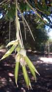 Image of Tillandsia pohliana Mez