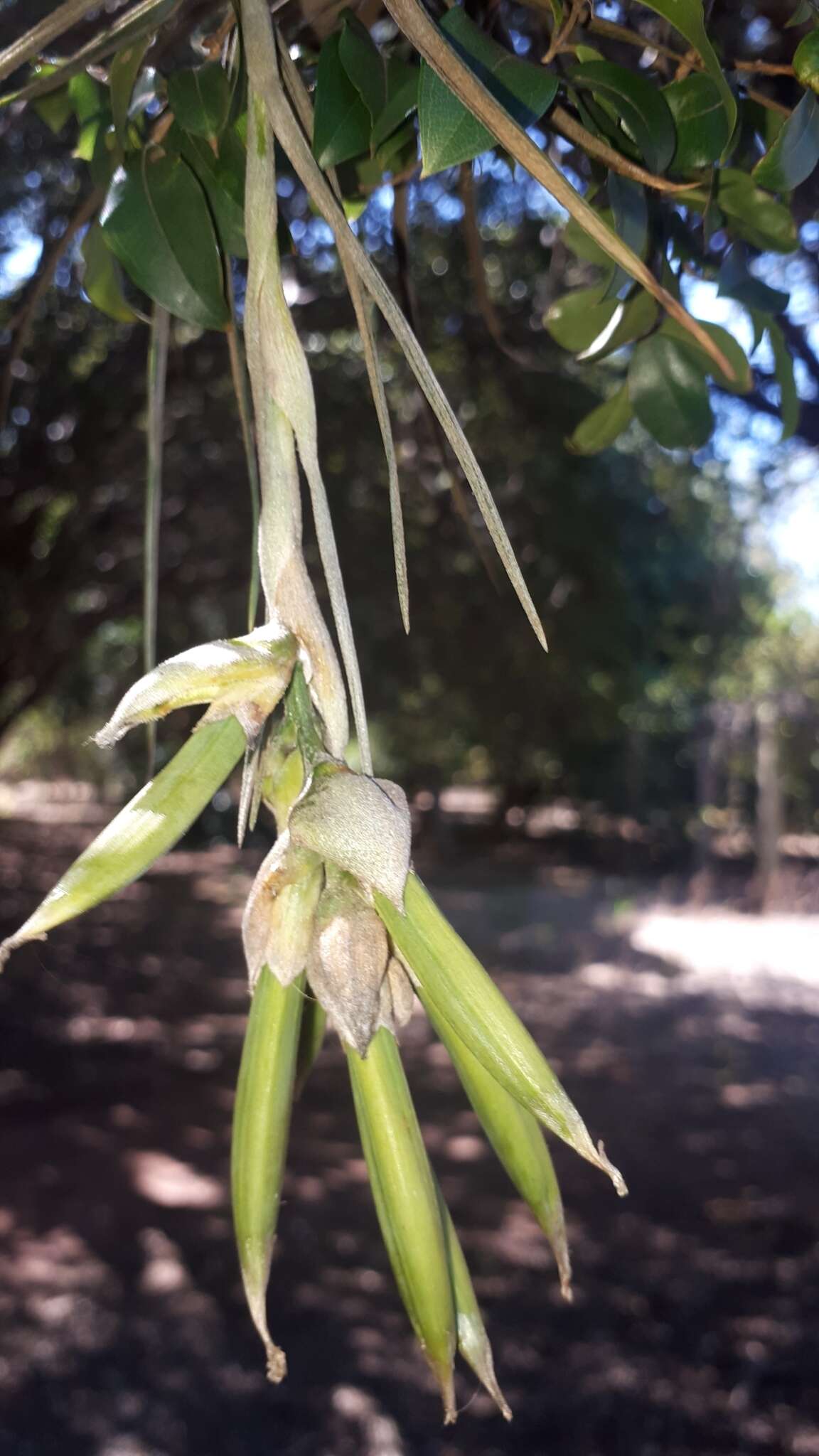 Image of Tillandsia pohliana Mez