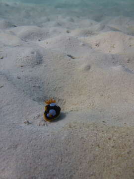 Image de Chromodoris westraliensis (O'Donoghue 1924)