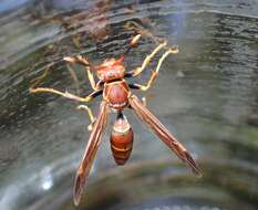 Image of Polistes bahamensis Bequard & Salt 1931