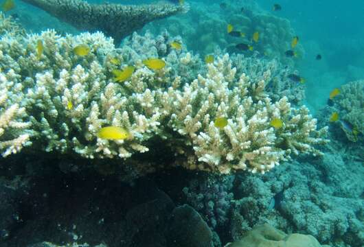 Sivun Acropora nasuta (Dana 1846) kuva