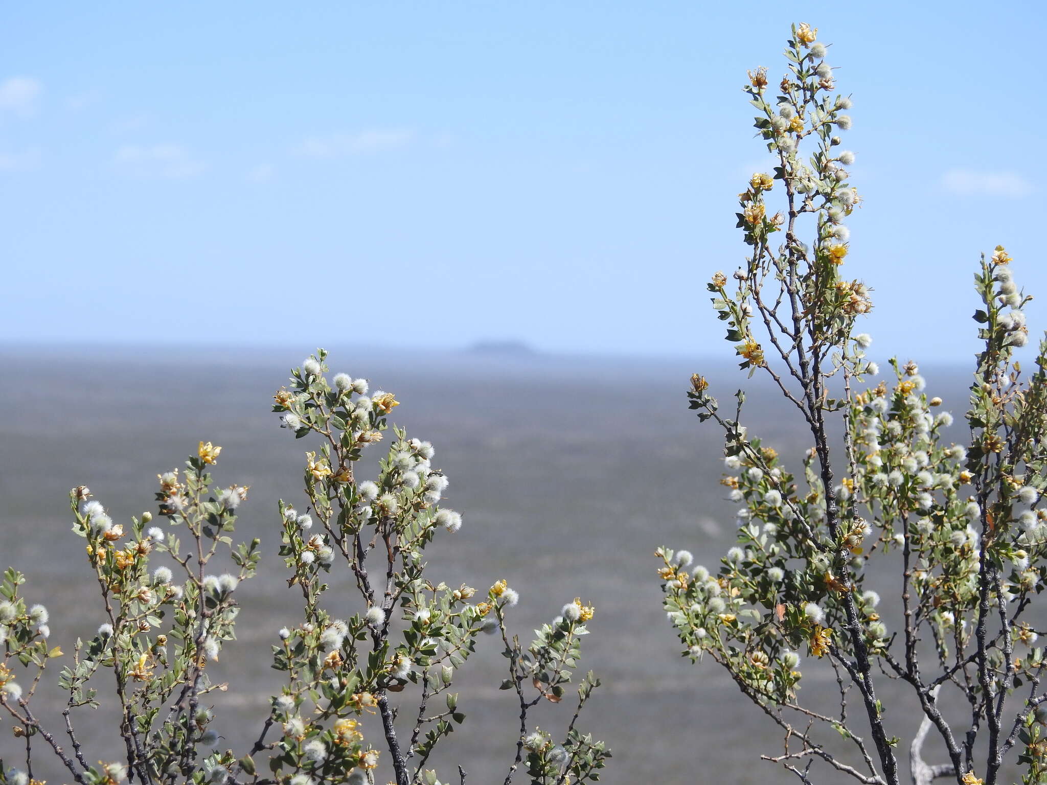 Image de Larrea cuneifolia Cav.