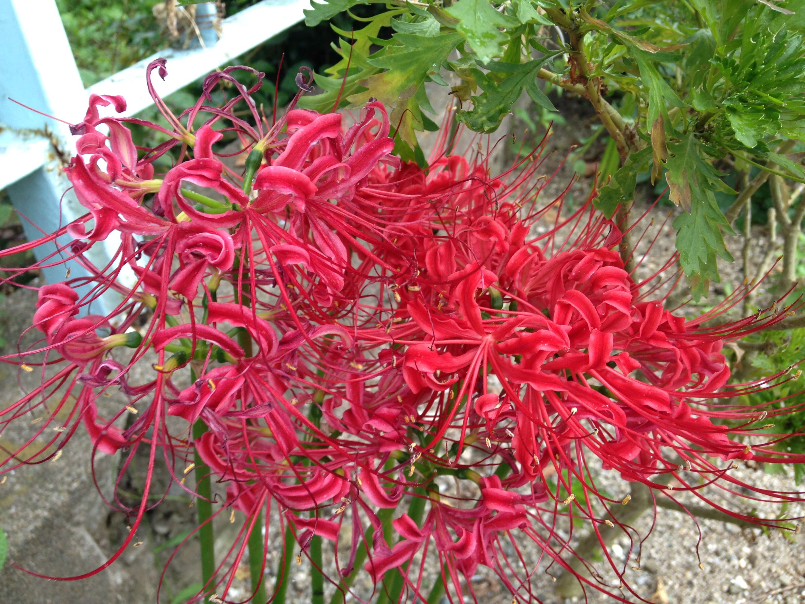 Image of red spider lily