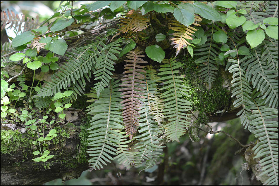 Plancia ëd Polypodium fauriei Christ