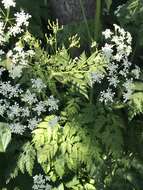 Imagem de Anthriscus sylvestris subsp. sylvestris