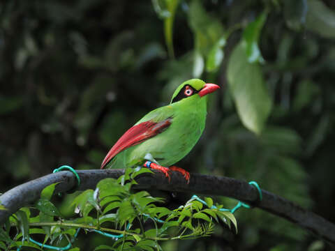 Image of Bornean Green Magpie