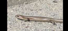 Image of Desert Lidless Skink