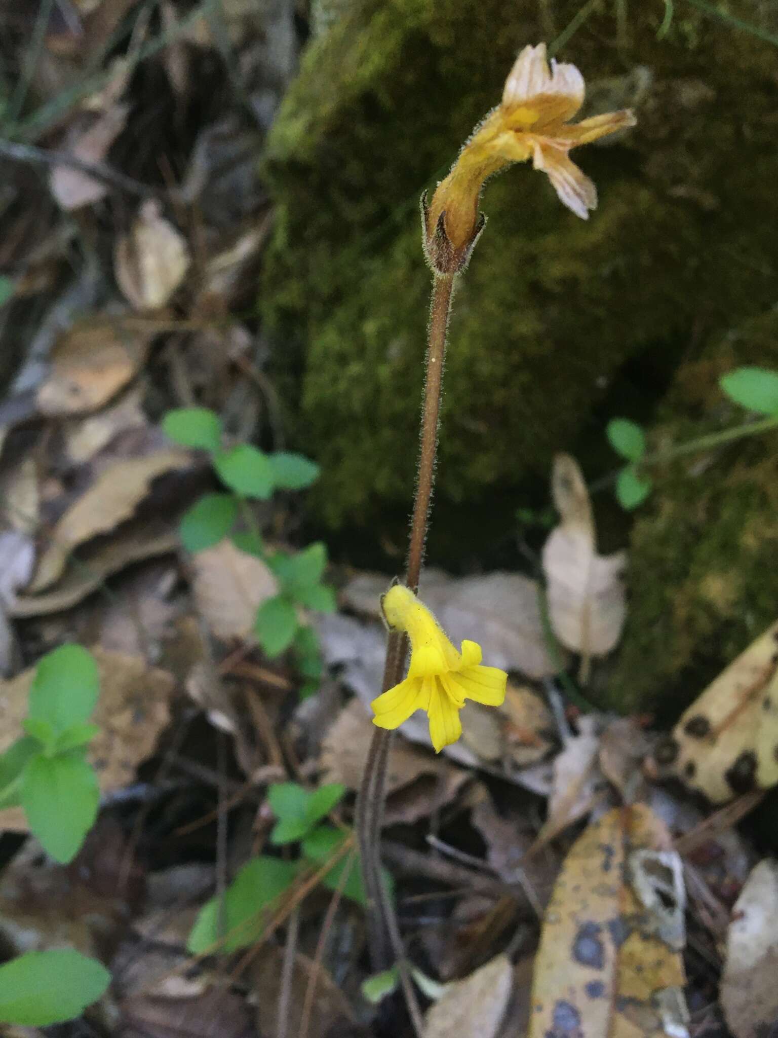 Image of Aphyllon epigalium subsp. epigalium