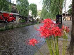 Image of red spider lily