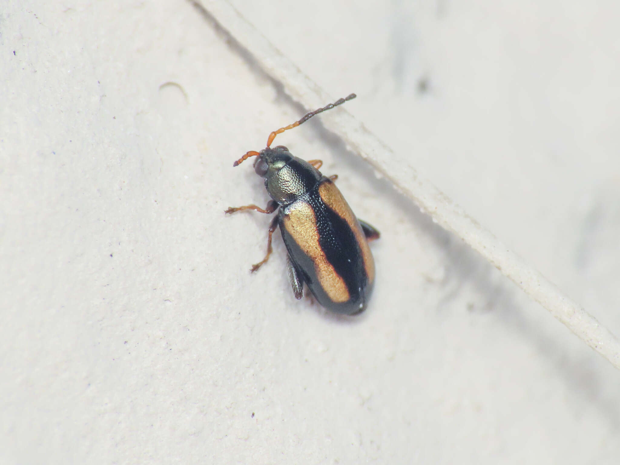 Image of <i>Phyllotreta variipennis</i>