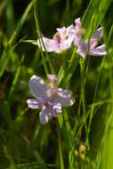 Image of Oklahoma grasspink