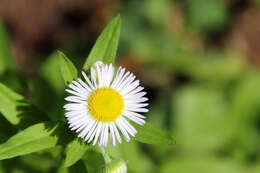 Image of eastern daisy fleabane