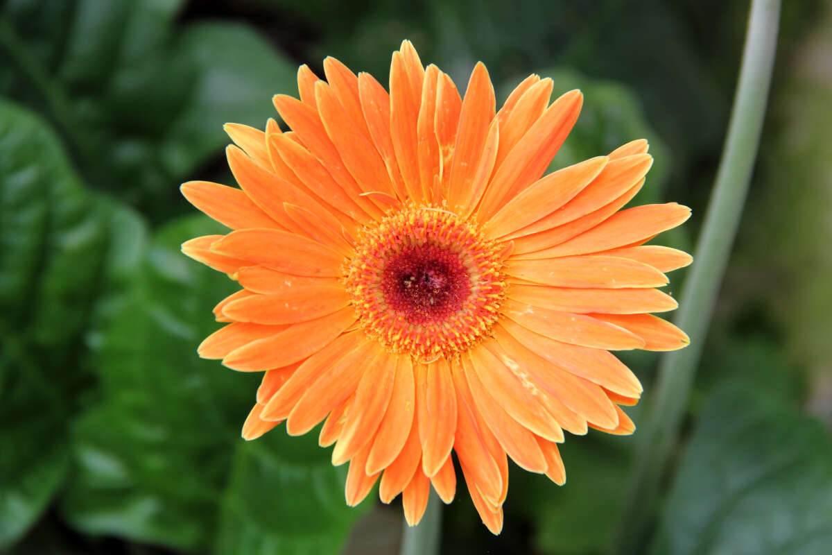 Image of Barberton daisy