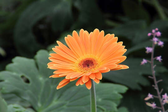 Image of Barberton daisy