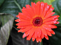 Image of Barberton daisy