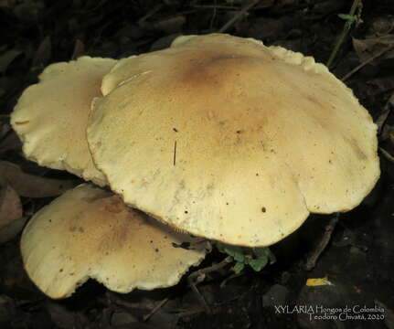 Image of Macrocybe titans (H. E. Bigelow & Kimbr.) Pegler, Lodge & Nakasone 1998