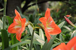 Image of striped Barbados lily