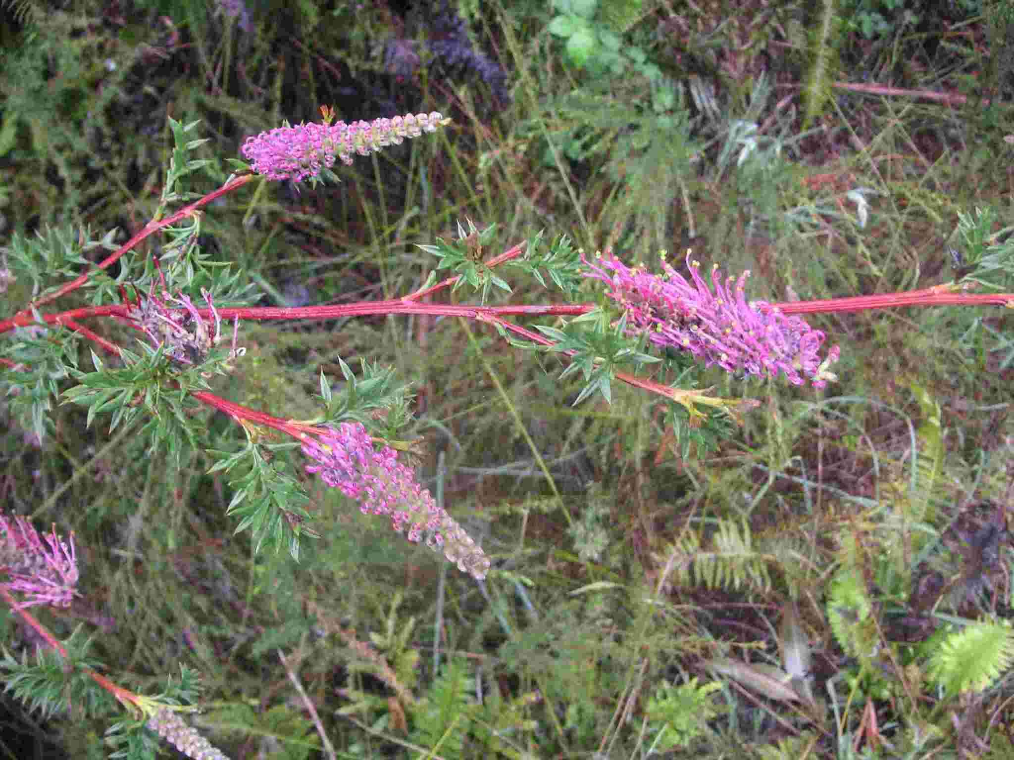 Image of Grevillea acanthifolia A. Cunn.