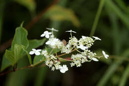 Image of panicled hydrangea