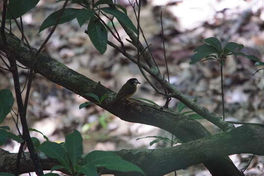 Image of White-faced Robin