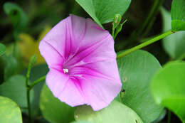 Ipomoea pes-caprae (L.) R. Brown resmi