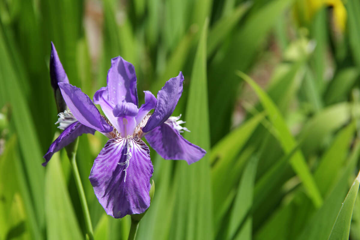 Image de Iris tectorum Maxim.