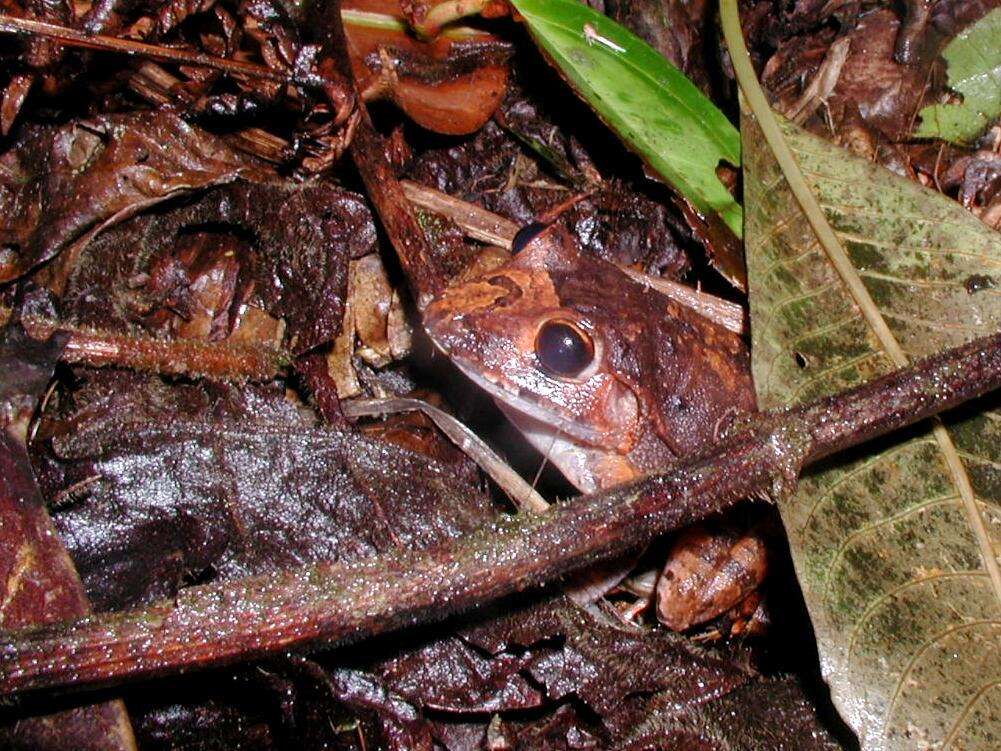 Image of Broadheaded Rainfrog