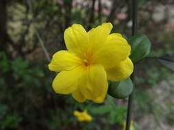 Image of Japanese jasmine