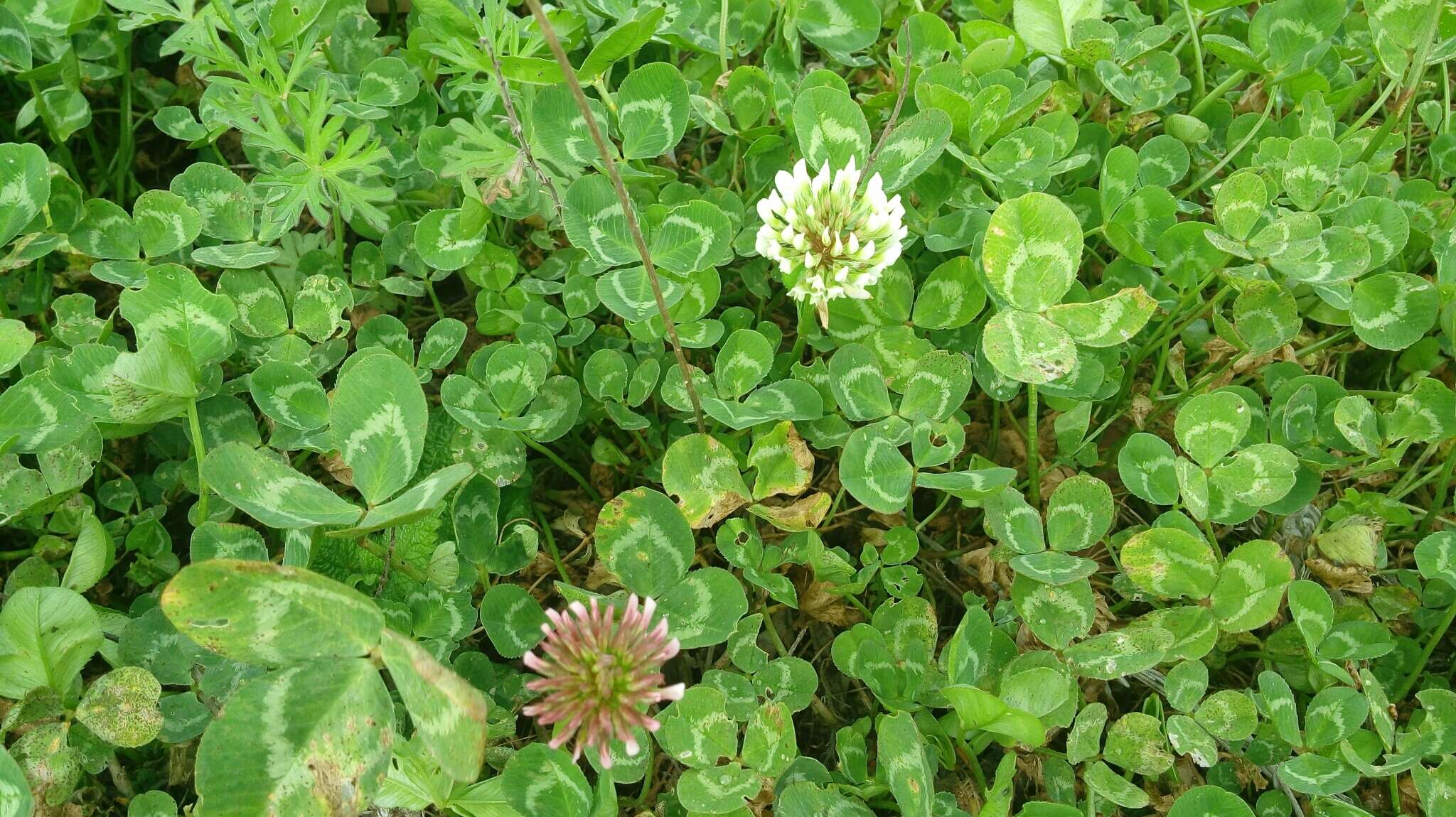 Trifolium clypeatum L.的圖片