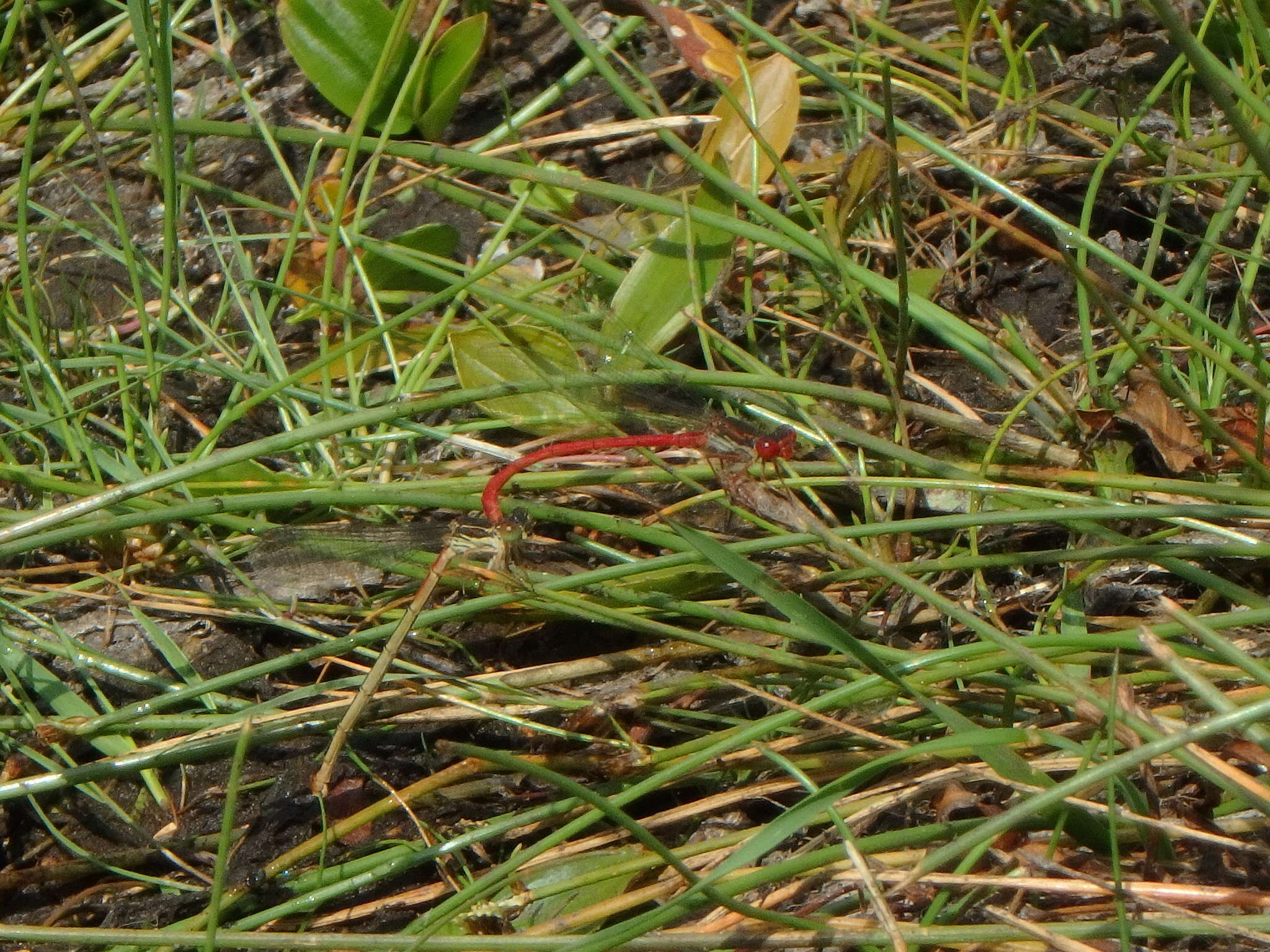 Image of small red damselfly