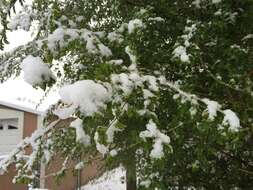 Image of Siberian Elm