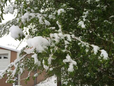 Image of Siberian Elm