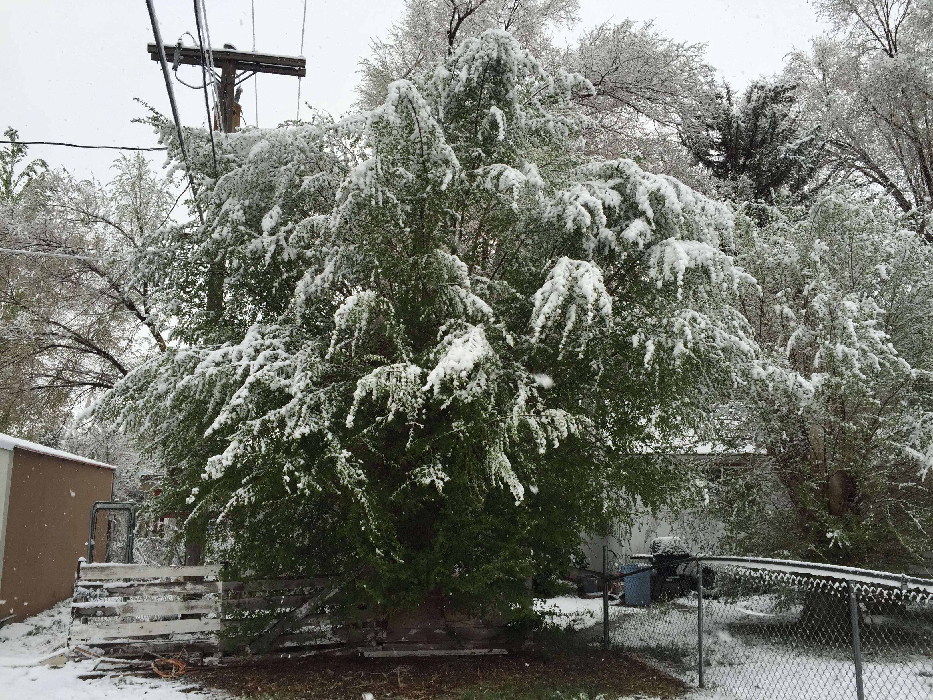 Image of Siberian Elm