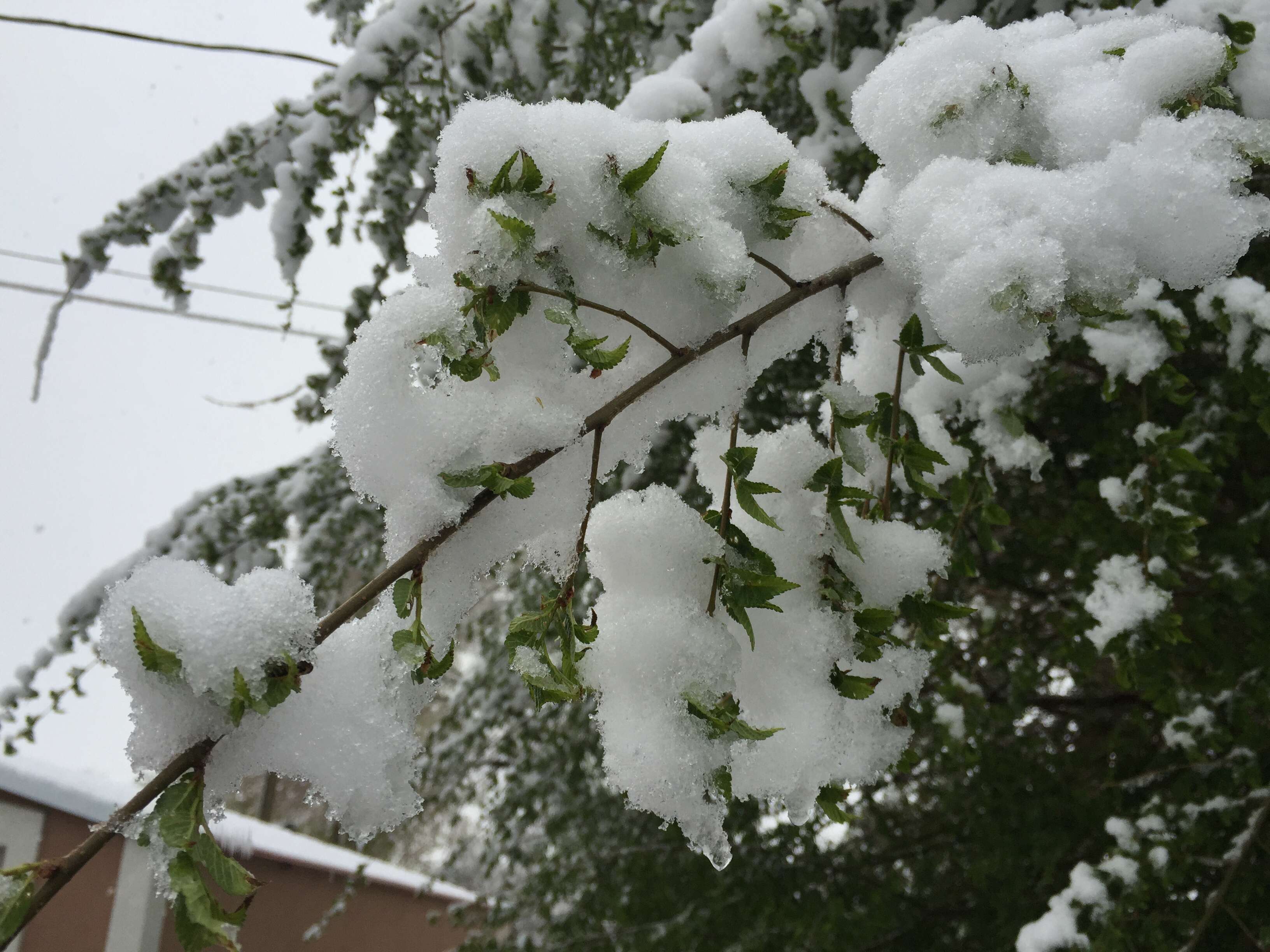 Image of Siberian Elm