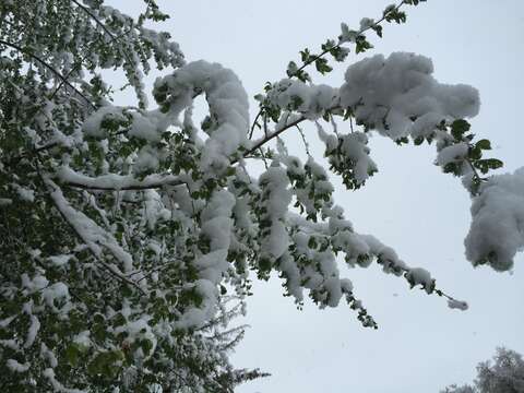 Image of Siberian Elm