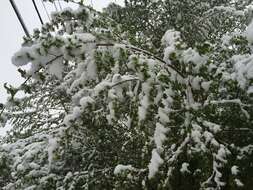 Image of Siberian Elm
