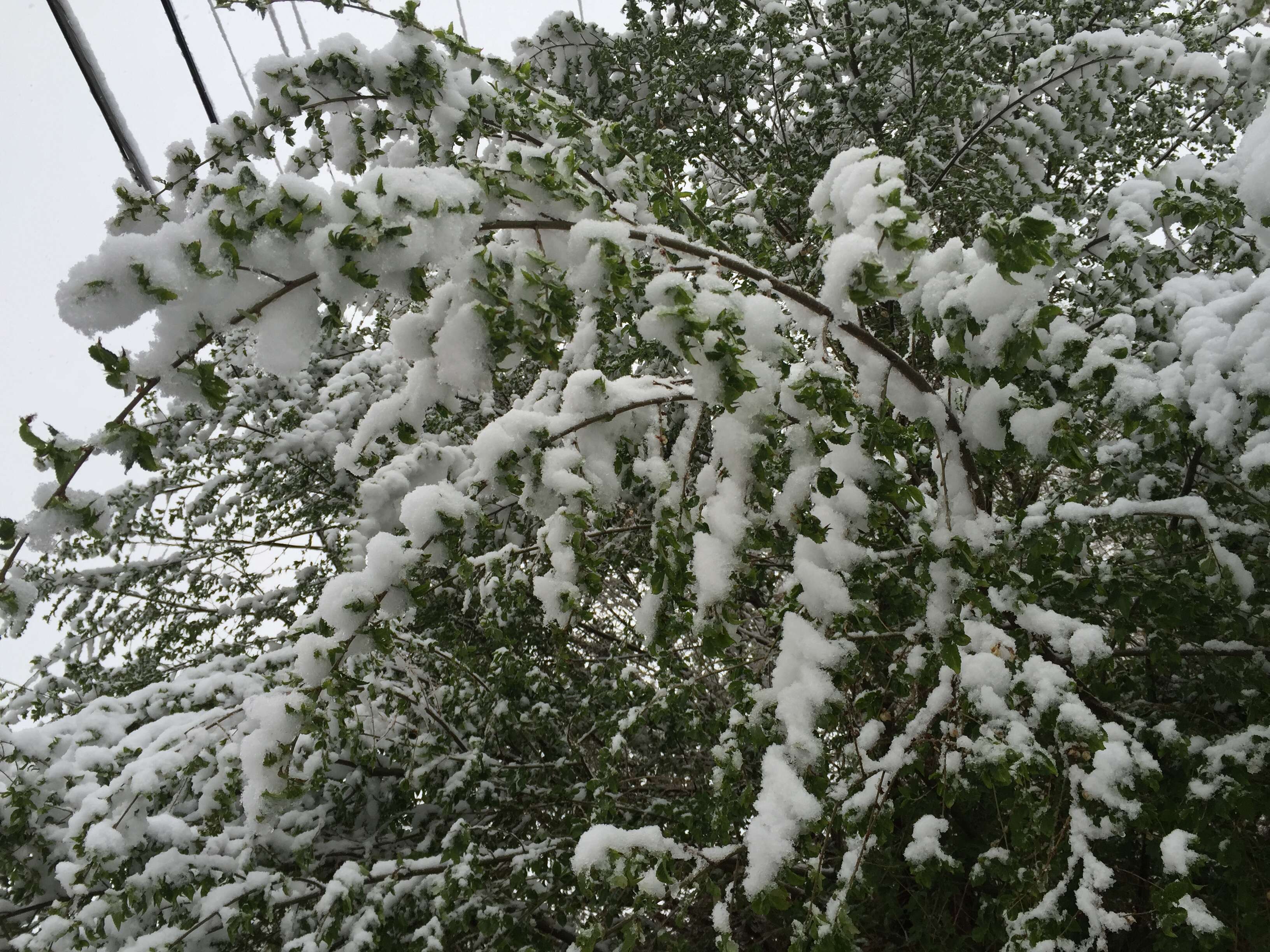 Image of Siberian Elm