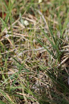 Image of Scotch false asphodel