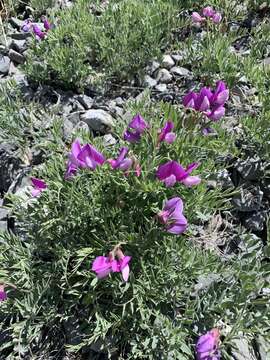 Imagem de Lathyrus brachycalyx Rydb.