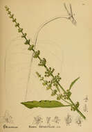 Imagem de Rumex obtusifolius L.